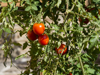 Red tomatoes on vine