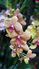 Beautiful blooming orchid flower in the garden with natural green floral background. Amazing plants for postcard and agriculture design with space for text. Phalaenopsis orchid.
