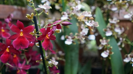 Beautiful blooming orchid flower in the garden with natural green floral background. Amazing plants...