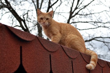 Cute rusty kitten watching something interesting from roof 