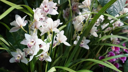 Beautiful blooming orchid flower in the garden with natural green floral background. Amazing plants for postcard and agriculture design with space for text. Phalaenopsis orchid.