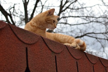 Rusty kitten lying on roof and watching something interesting 