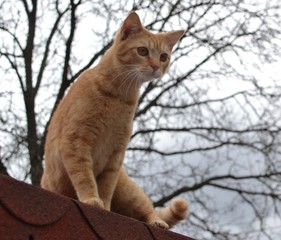 Rusty kitten just about to jump from roof 