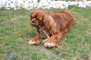 cute dog playing with wood stick toy in the garden