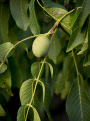 Green walnut on a branch