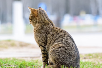 the gray cat is looking into the distance.
