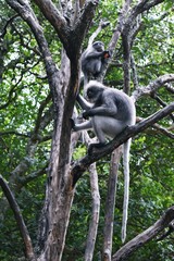 Dusky leaf monkey on tree,  Spectacled langur
