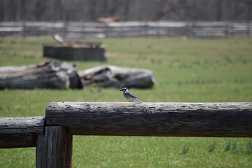 Fototapeta premium Blue Jay perched on a wooden post