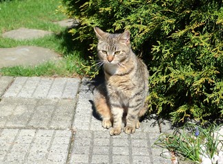 tabby kitten sitting in the garden