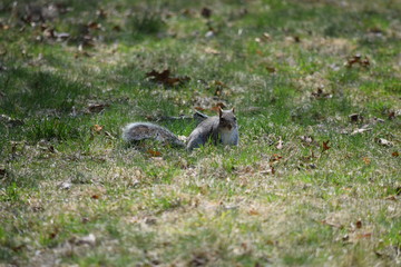 Squirrel sitting in the grass