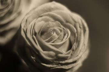 sepia rose close up