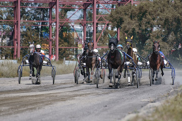 Naklejka premium Hippodrome. Arrival of horses of trotting breeds.