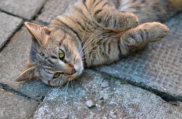 tabby kitten resting on pavement
