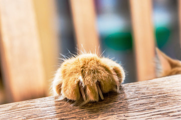The cat put his paw on the table
