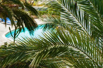 Fototapeta na wymiar View of the blue pool and tropical garden. Summer, tropical background