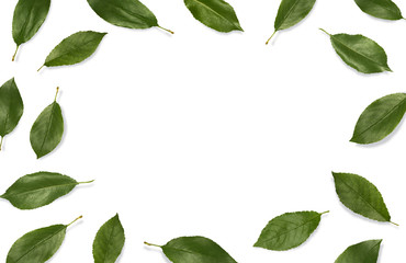 Fototapeta premium Fresh green leaves composition. Frame of leaves isolated on white background. Top view, flat lay