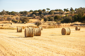 Big  round bales of straw, sheaves, haystacks on the field in the rays of the sun