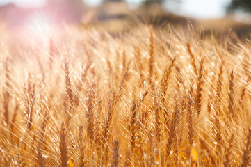 Dry  golden ears in the sun, texture, background