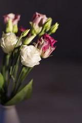 Eustoma flowers on the dark background