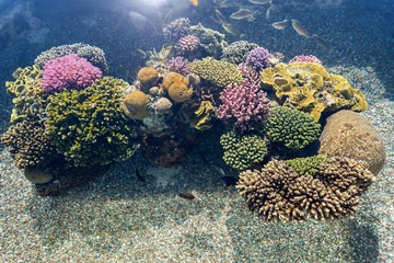 Naklejka na ściany i meble At Coral World Underwater Observatory in Eilat