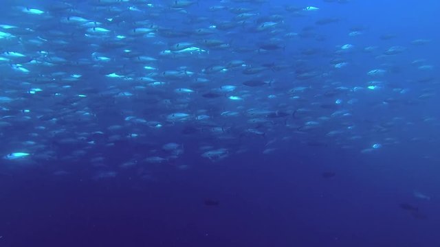 Massive school of Skipjack-tuna - Katsuwonus pelamis swim in the blue water
