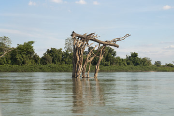 Stung Treng Cambodia, dead tree with trunk stuck in canopy in the flooded forest of the Mekong river between Stung Treng and the Lao border in dry season