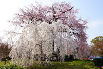 京都円山公園の祇園枝垂れ桜