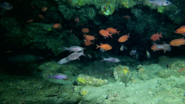 Life in the cave, school of Pinecone Soldierfish - Myripristis murdjan and school of Largetoothed Cardinalfish - Cheilodipterus macrodon swims in the cave
