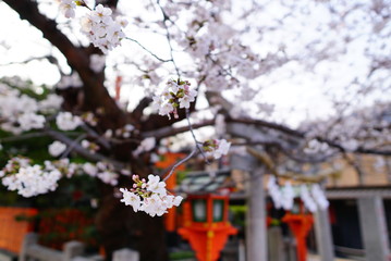 京都祇園白川の桜