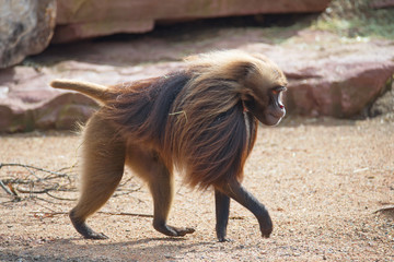 Portrait of strong alpha male master of African baboon