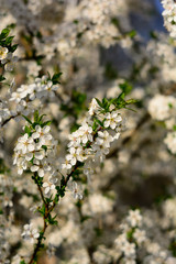 Blossoming stem of a fruit tree in the garden. White blossom on green background. Many spring flowers on branch of apple or aliche tree.