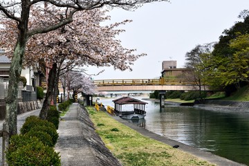 瀬田川沿いの桜