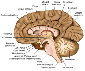 Anatomy of the human brain, vector illustration