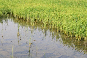 Close up the young rice and reflection on water in the rice field