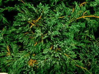 Colorful background from garden of flowers and berries, top view.