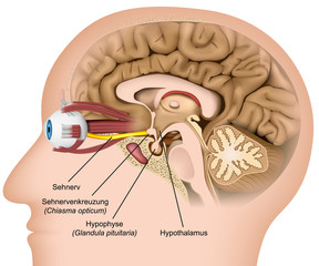 Anatomie Gehirn und Sehnervenkreuzung