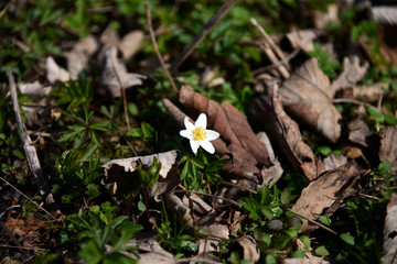 anemone in the spring forest