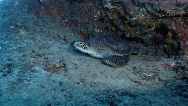 green sea turtle - Chelonia mydas lies under coral reef, Indian Ocean, Maldives
