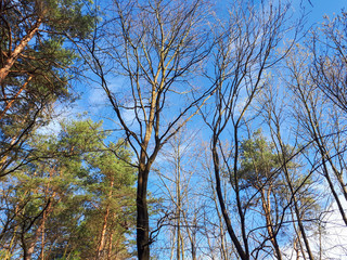 Fototapeta premium Trees in the forest - the crown of leaves against the sky