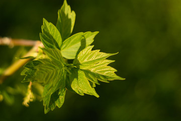 Green tree sprout growing in april on spring. Young leaves under evening sun. Youth, life, health, ecology and nature conservation concept.
