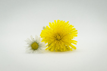 Two flowers, chamomile, dandelion. On a white background.