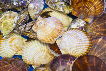 Sea scallops shell in a container of water in supermarket. Sale