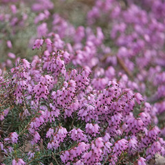 rosa Blüten der Heide scharf und unscharf im Hintergrund, Textfreiraum