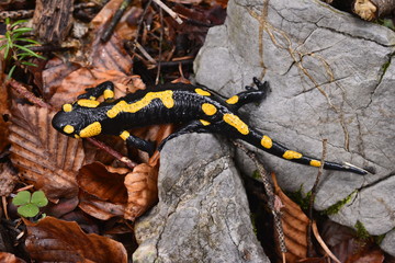 salamandra pezzata
