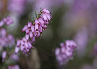 rosa Blüten der Heide Makroaufnahme mit Bokeh und Textfreiraum