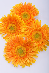 Subtle orange gerbera flowers on white background