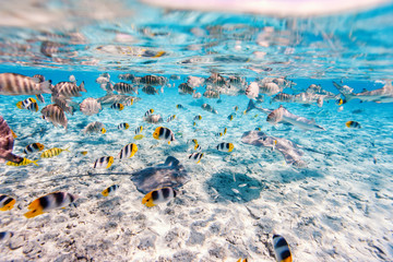 Bora Bora underwater