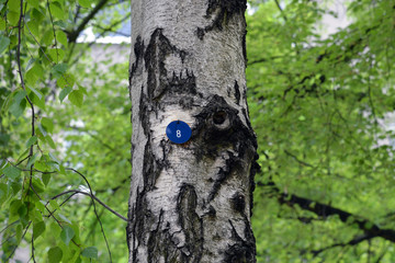 tree number 8 in Berlin