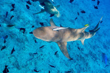 Lemon shark