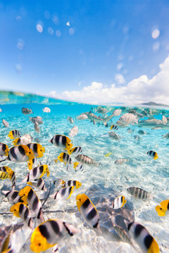 Fototapeta Bora Bora underwater